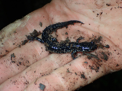 Plethodon glutinosus