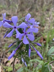 Phlox divaricata laphamii