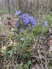 Phlox divaricata laphamii