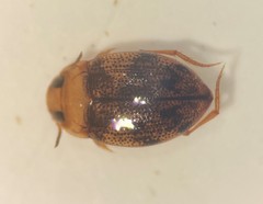 Anodocheilus exiguus