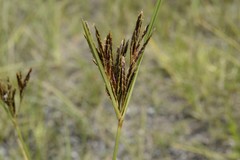 Cyperus rigidifolius