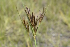Cyperus rigidifolius