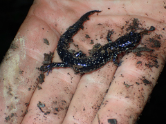 Plethodon glutinosus