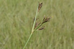 Cyperus rigidifolius