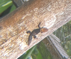 Uracentron flaviceps