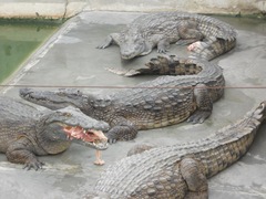 Crocodylia