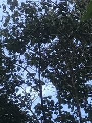 Pteroglossus torquatus