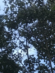 Pteroglossus torquatus