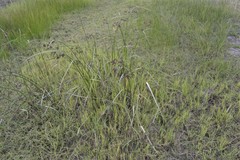 Cyperus fastigiatus