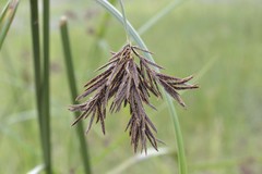 Cyperus fastigiatus
