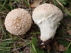 Lycoperdon mammiforme