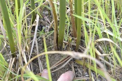 Cyperus fastigiatus