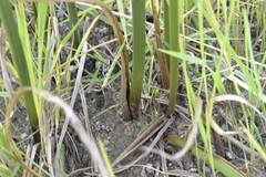 Cyperus fastigiatus