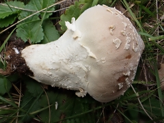 Lycoperdon mammiforme