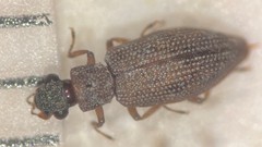 Hydrochus jiawanae