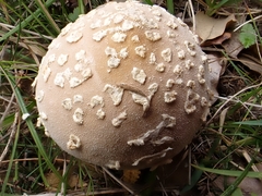 Lycoperdon mammiforme