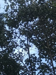 Pteroglossus torquatus