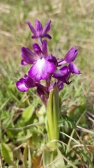 Anacamptis boryi