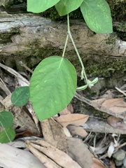 Pleurolobus gangeticus
