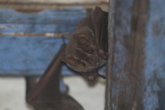 Artibeus jamaicensis yucatanicus