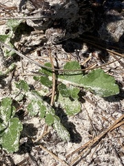 Berlandiera subacaulis