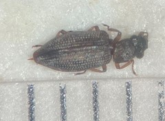 Hydrochus jiawanae