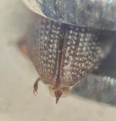 Hydrochus jiawanae