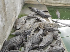 Crocodylia