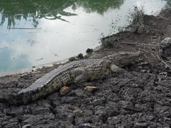 Crocodylia