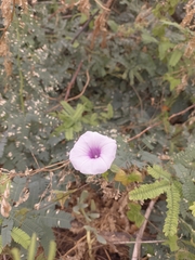 Ipomoea aquatica