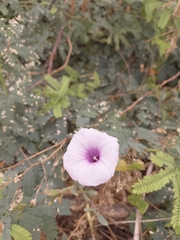 Ipomoea aquatica