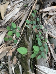 Pleurolobus gangeticus