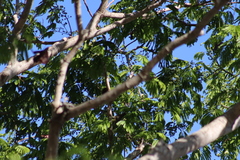 Melanerpes chrysogenys