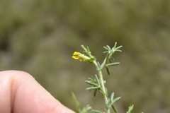 Melolobium microphyllum