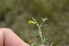 Melolobium microphyllum