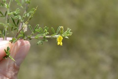 Melolobium microphyllum