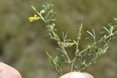 Melolobium microphyllum