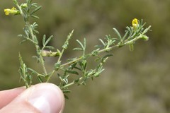 Melolobium microphyllum