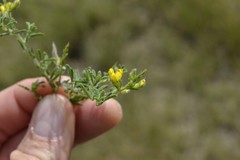 Melolobium microphyllum