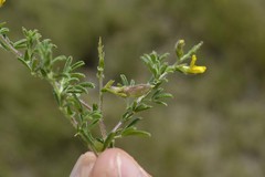 Melolobium microphyllum