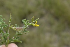 Melolobium microphyllum