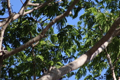 Melanerpes chrysogenys