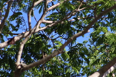 Melanerpes chrysogenys