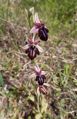 Ophrys sphegodes spruneri
