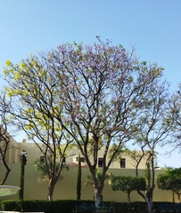 Jacaranda mimosifolia