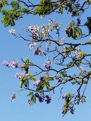 Jacaranda mimosifolia