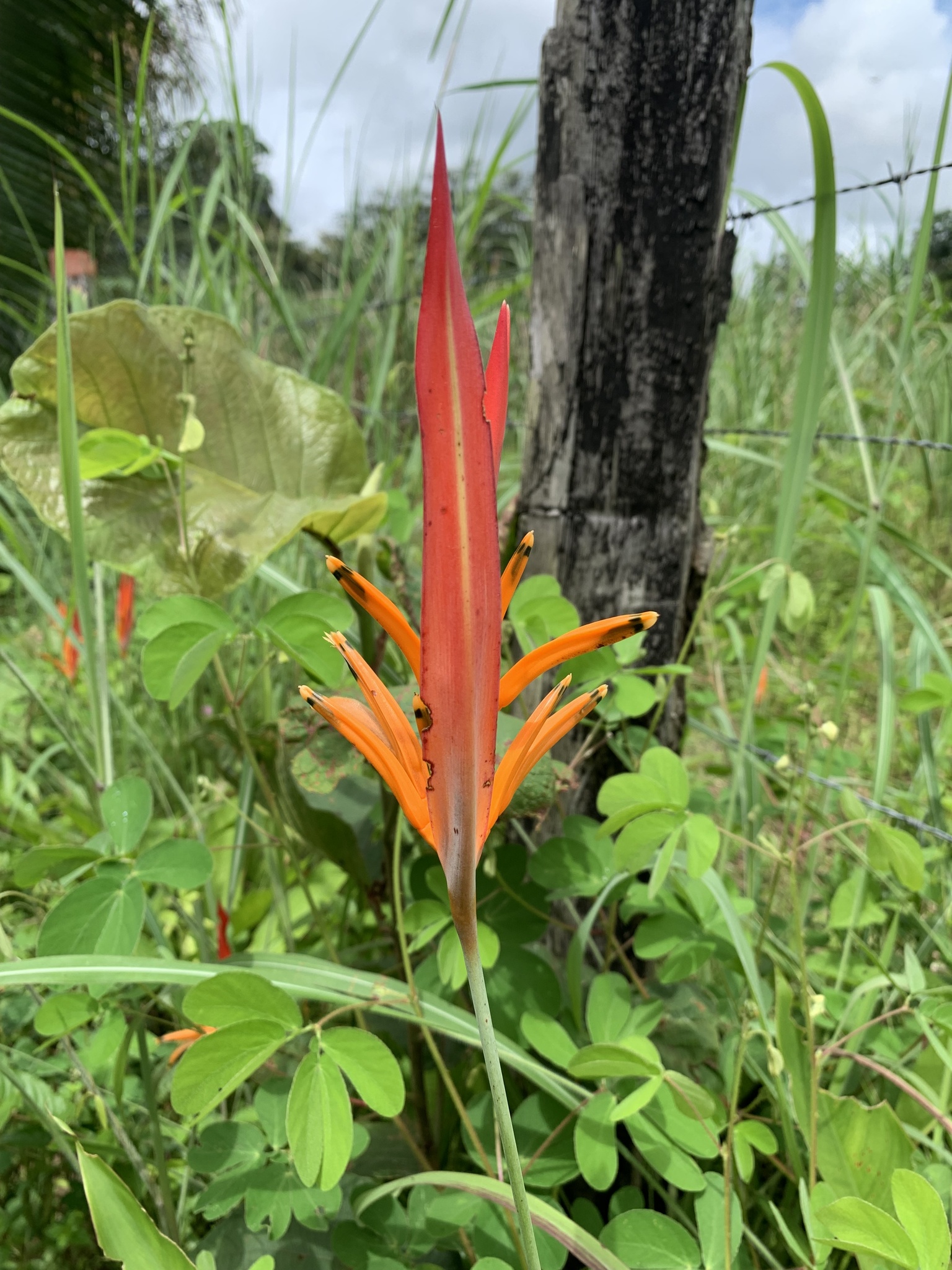 Heliconia psittacorum