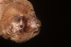 Mormoops megalophylla