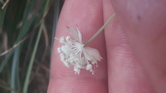 Astrantia minor
