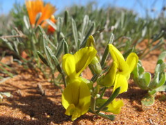 Calobota lotononoides
